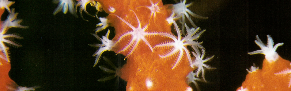 coral polyps