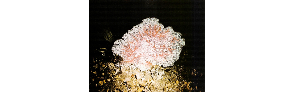 momo coral Japan